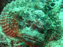 Scorpionfish taken with a macro lens. by Andy Kutsch 